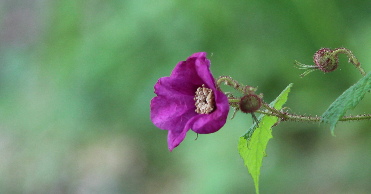 purpleflowering-raspberry-1